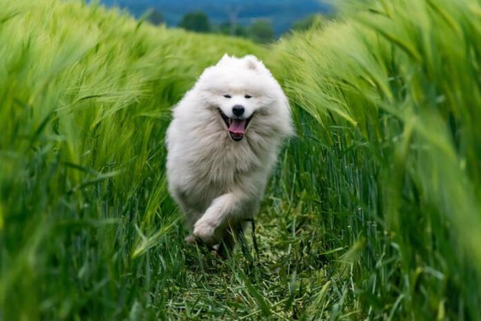 Uncovering the Fascinating History of Samoyed Dogs