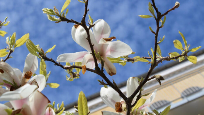 Is May 10th Really a Holiday? The Shocking Truth Revealed!