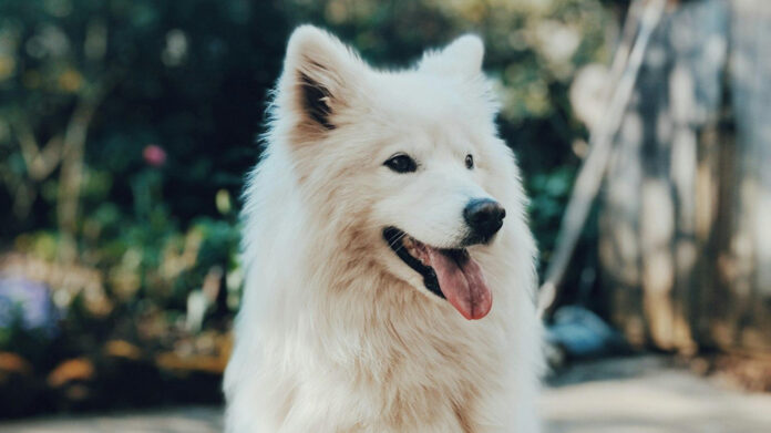 effective-dog-wart-removal-methods-a-comprehensive-guide.jpg Effective Dog Wart Removal Methods: A Comprehensive Guide