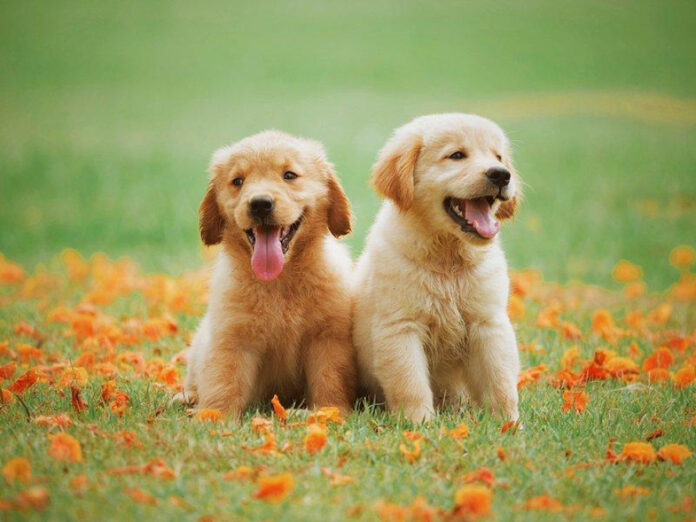 Uncovering the Impact of Dog Commercials on Consumer Behavior