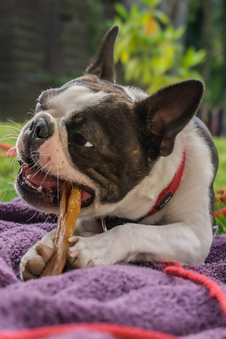 the-top-10-chew-bones-for-senior-dogs.jpg The Top 10 Chew Bones for Senior Dogs