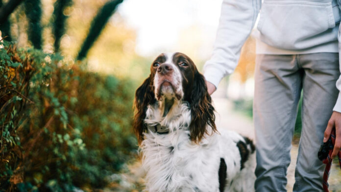 the-top-small-dog-breeds-discover-the-most-famous-and-adorable-canine-companions.jpg The Top Small Dog Breeds: Discover the Most Famous and Adorable Canine Companions