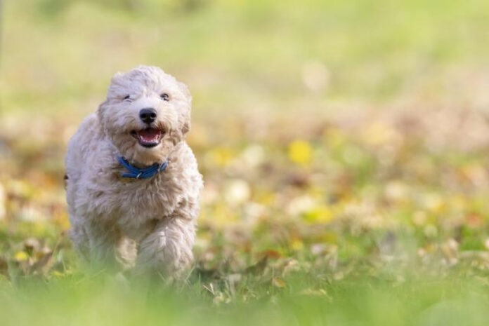 top-puppy-toys-a-guide-to-the-best-playthings-for-training-and-development.jpg Top Puppy Toys: A Guide to the Best Playthings for Training and Development