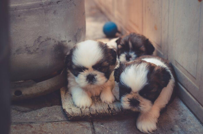 Do Puppies Smile? Exploring Canine Facial Expressions