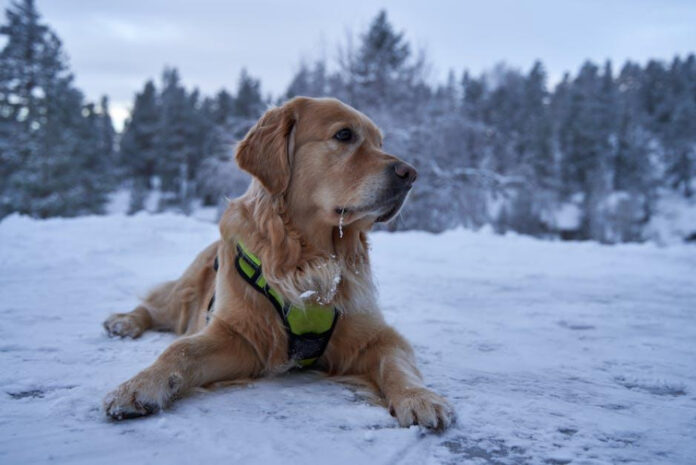 the-top-highly-trainable-dog-breeds-an-analysis.jpeg The Top Highly Trainable Dog Breeds: An Analysis