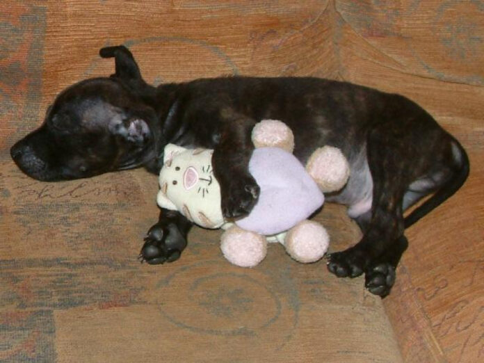 the-fawn-staffordshire-bull-terrier-an-in-depth-analysis.jpg The Fawn Staffordshire Bull Terrier: An In-Depth Analysis