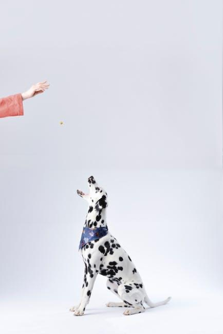 the-ultimate-guide-to-understanding-what-dog-food-is-called.jpeg The Ultimate Guide to Understanding What Dog Food is Called