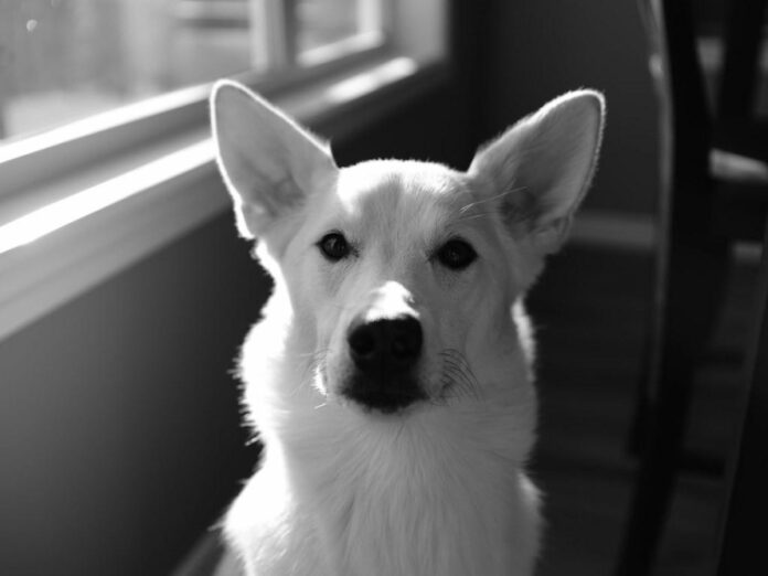 Essential New Puppy Checklist: What You Need