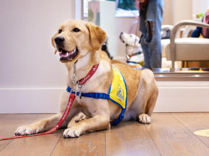 Canine Companions: Teaching Responsibility Through Dog Ownership