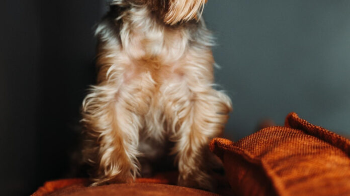 Are Terriers Compatible with Cats? Expert Analysis Reveals All