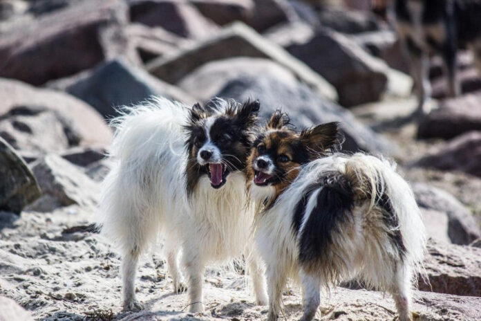 top-small-breed-dogs-most-popular-canine-companions.jpg Top Small Breed Dogs: Most Popular Canine Companions