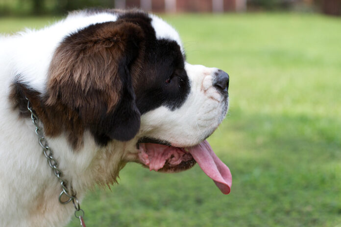 The Majestic St. Bernard-Looking Dog: An In-Depth Analysis