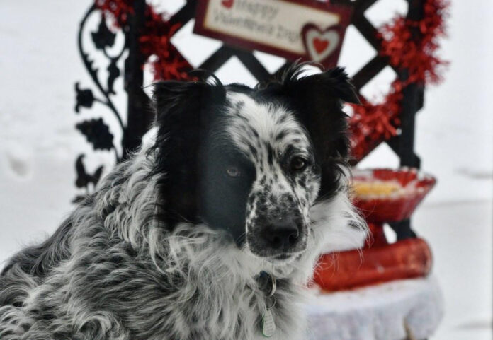 How Long for Dog Whiskers to Regrow: An Expert Analysis