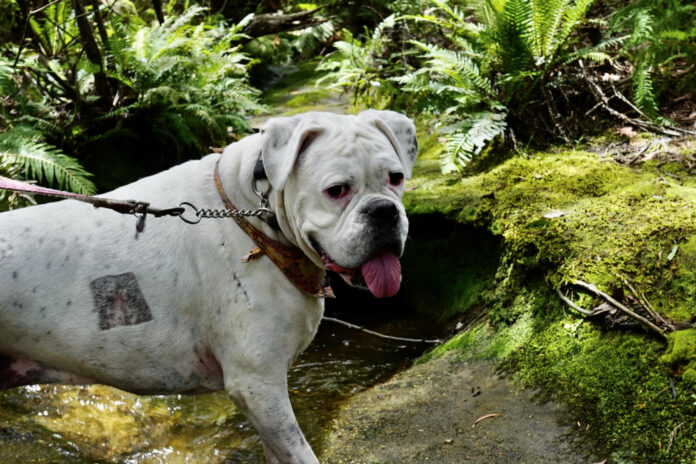 Understanding the Reasons Behind Your Dog’s Squeaky Toy Sound