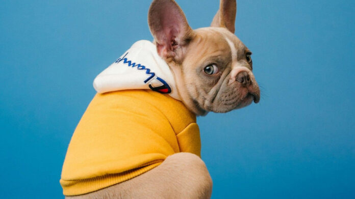 The Essential Facts About Puppies: A Comprehensive Overview