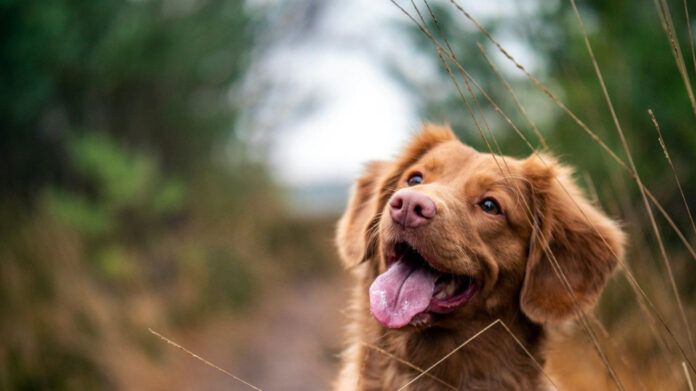 Do Dogs Shed Whiskers? Exploring the Truth Behind Canine Shedding
