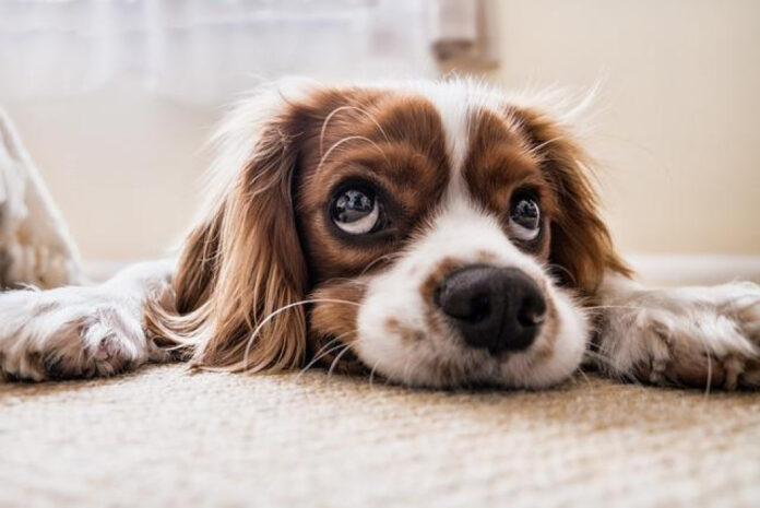 Understanding the Importance of Proper Puppy Chewing for Development