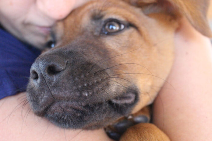 understanding-the-science-of-dog-whiskers-do-they-fall-out.jpg Understanding the Science of Dog Whiskers: Do They Fall Out