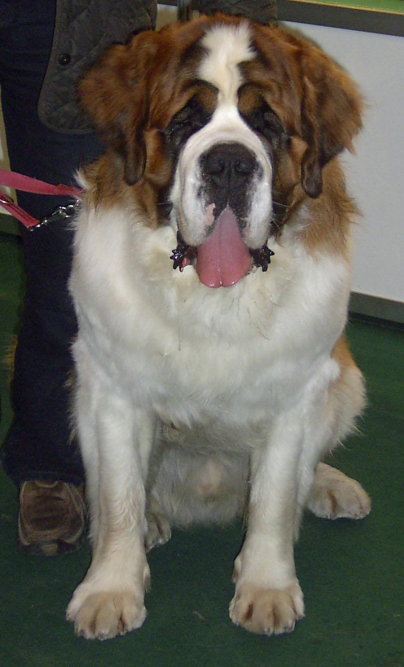 discover-the-uncanny-resemblance-of-saint-bernard-look-alikes.jpg Discover The Uncanny Resemblance of Saint Bernard Look Alikes