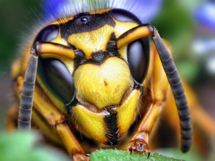 understanding-yellow-jackets-cast-behavior-and-control-tips.jpg Understanding Yellow Jackets Cast: Behavior and Control Tips