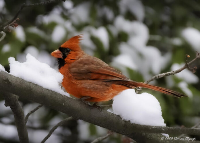 The Impact of Male Pornography: Understanding its Effects