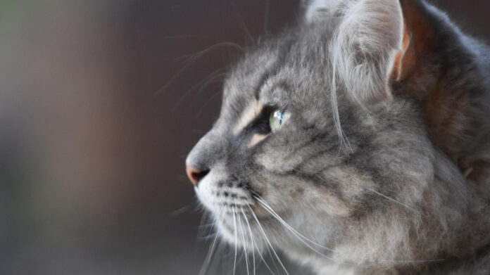 The Impacts of Watching Pornography: A Comprehensive Analysis