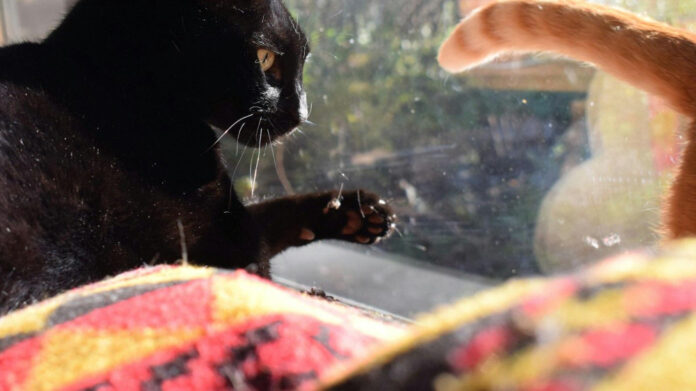 Meet Tom Hanks’ Spouse: The Story Behind Their Union