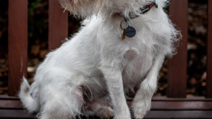 Snoop Dogg & Martha Stewart: An Unlikely Duo Explored