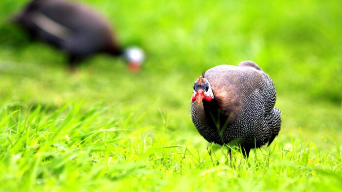 Dua Lipa’s Boyfriends in 2023: A Complete Guide