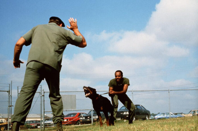 mastering-the-sit-and-stay-essential-dog-training-tips.jpg Mastering the Sit and Stay: Essential Dog Training Tips