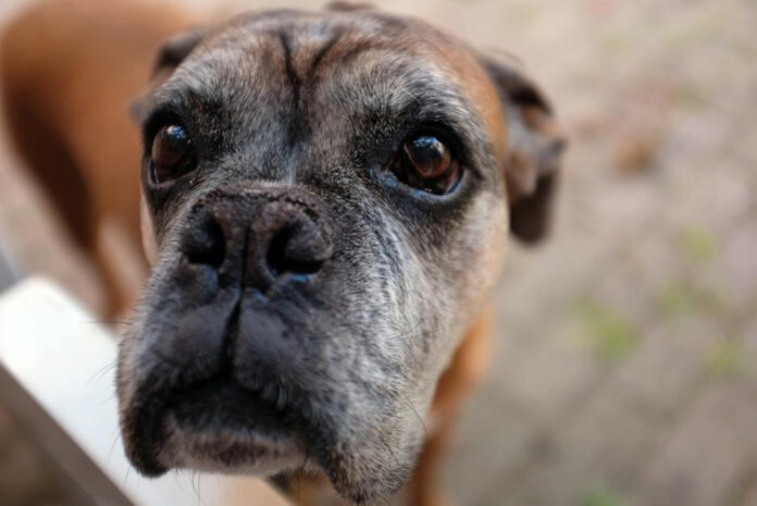 introducing-an-old-dog-to-a-puppy-expert-tips-for-a-smooth-transition.jpeg Introducing an Old Dog to a Puppy: Expert Tips for a Smooth Transition