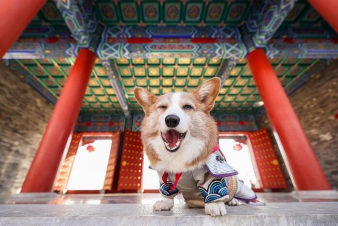 Best Corgi Breeds for Apartment Living: A Complete Guide