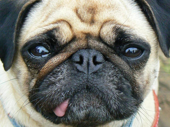unraveling-the-challenges-of-dealing-with-hair-in-a-dogs-face.jpg Unraveling the Challenges of Dealing with Hair in a Dog’s Face