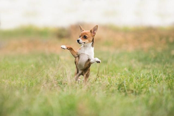 understanding-aggressive-dog-play-causes-and-solutions.jpg Understanding Aggressive Dog Play: Causes and Solutions