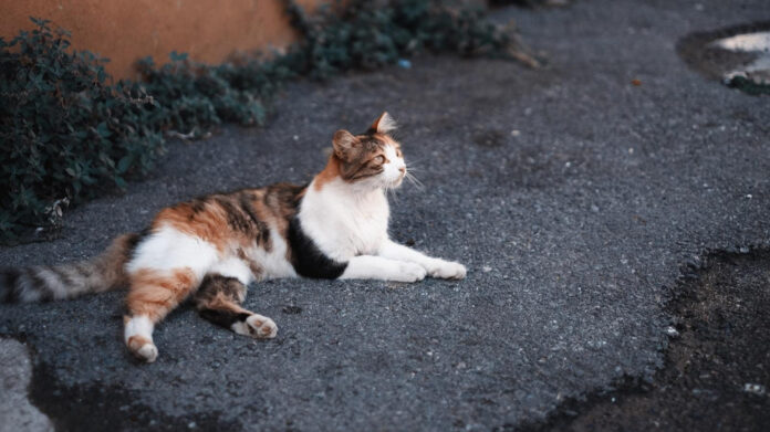 understanding-feline-and-canine-play-behavior.jpg Understanding Feline and Canine Play Behavior