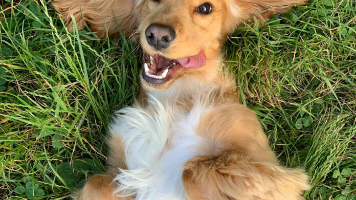 the-ultimate-guide-to-dog-cat-breed-comparisons.jpg The Ultimate Guide to Dog Cat Breed Comparisons