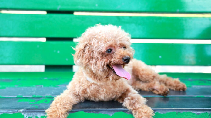 the-purpose-of-poodle-breeding-uncovering-its-historical-role.jpg The Purpose of Poodle Breeding: Uncovering Its Historical Role