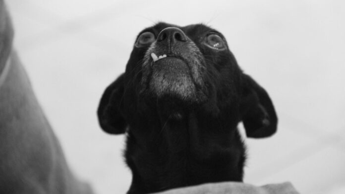 understanding-the-importance-of-canine-teeth-in-dogs.jpg Understanding the Importance of Canine Teeth in Dogs