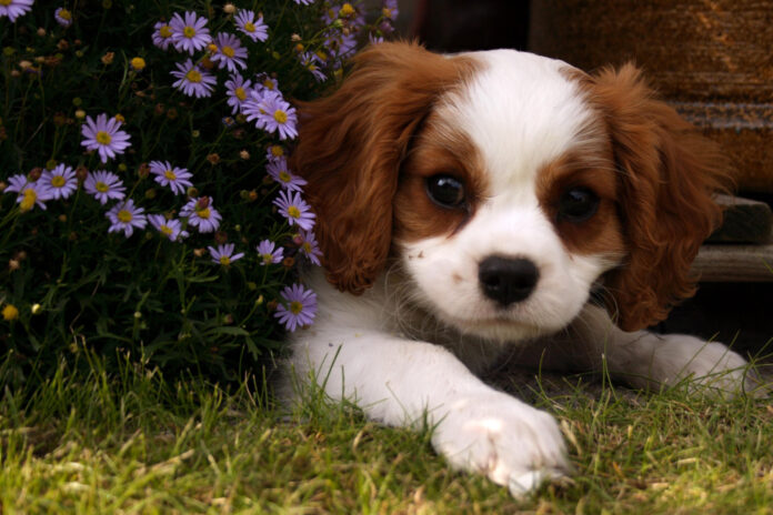 The Science Behind Your Dog’s Smiling: Understanding Canine Behavior