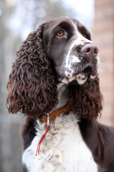 the-intriguing-history-of-english-springer-spaniels.jpg The Intriguing History of English Springer Spaniels