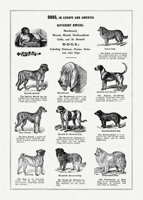 top-dog-breeds-for-cats-analyzing-the-best-matches-for-feline-companions.jpg Top Dog Breeds for Cats: Analyzing the Best Matches for Feline Companions