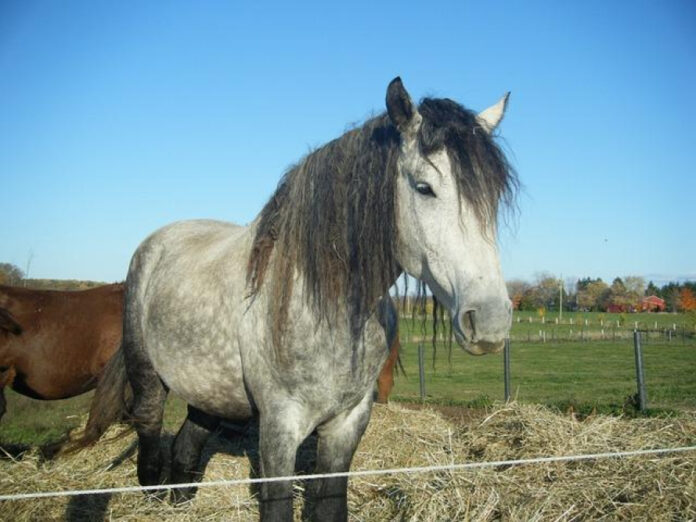 the-best-hypoallergenic-mix-breeds-for-allergy-sufferers.jpg The Best Hypoallergenic Mix Breeds for Allergy Sufferers