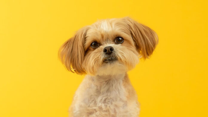 The Origins of Yorkies: Uncovering Their Native Homeland