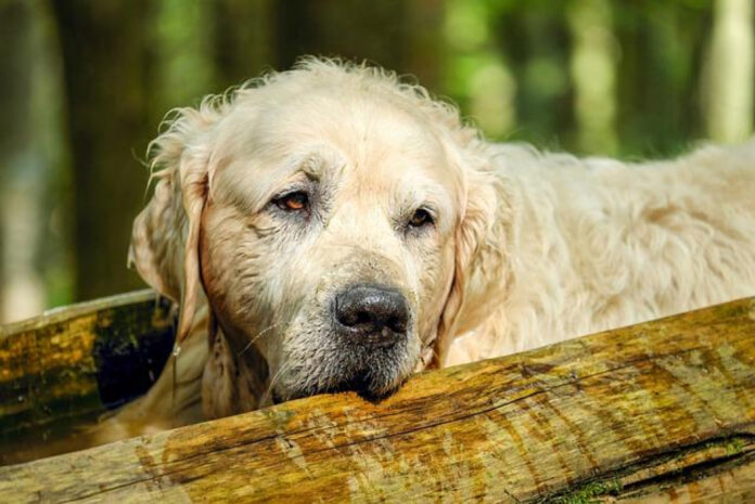 Introducing Old Dog to Puppy: Expert Tips for a Smooth Transition