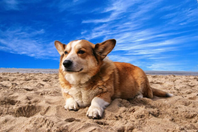 the-meaning-of-corgi-in-welsh-a-linguistic-analysis.jpeg The Meaning of Corgi in Welsh: A Linguistic Analysis