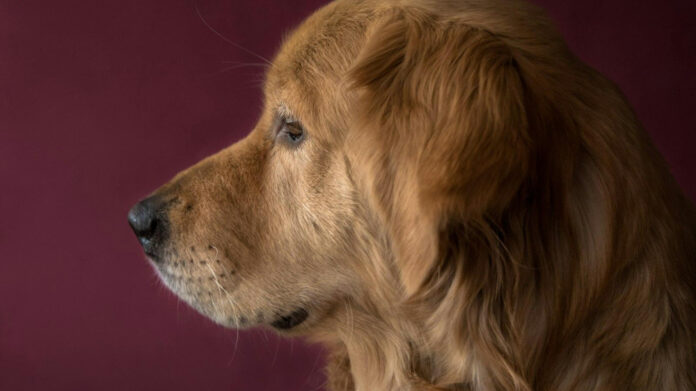analyzing-the-different-k9-dog-types-a-comprehensive-guide.jpg Analyzing the Different K9 Dog Types: A Comprehensive Guide