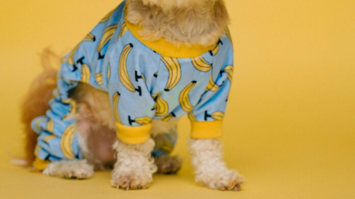 The Top Small Indoor Dog Breeds for Your Home