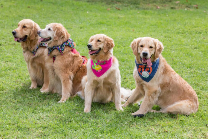 The Unique Sounds Only Dogs Can Hear: A Scientific Analysis