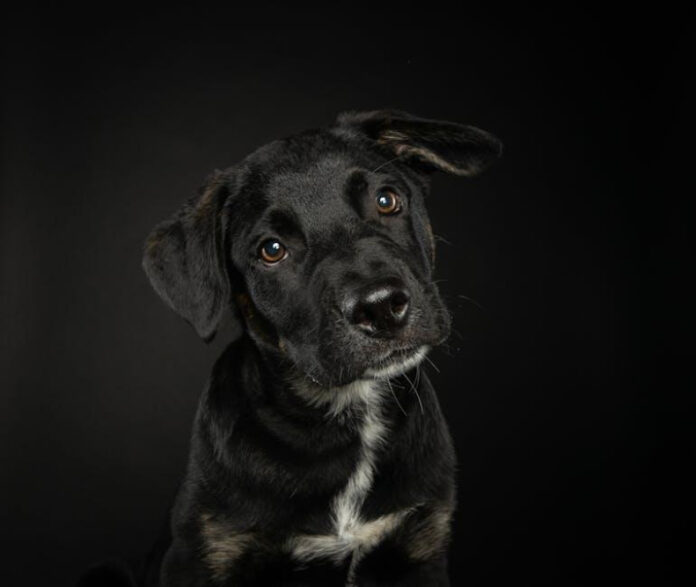 Effective Techniques for Avoiding Dog Attacks While Running