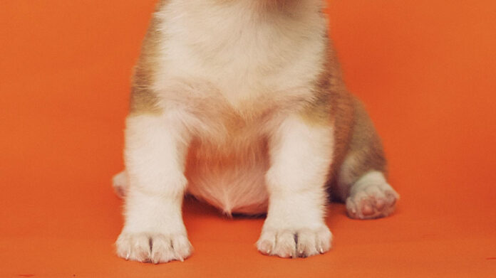 5 Key Signs You’re Ready for a Dog